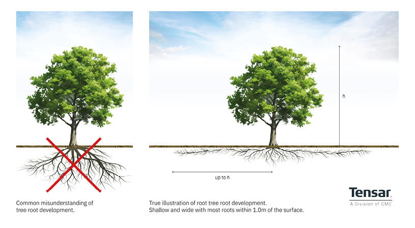 tree-root-graphic-1-(2).jpg